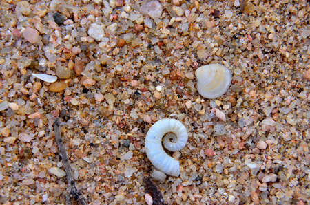 Shells on coarse sandの写真素材