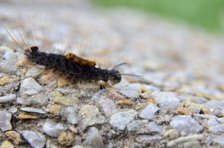 Hairy wormの写真素材