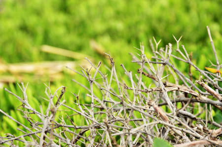 Thorny bushの写真素材