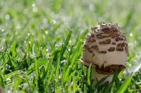Young mushroom erupting from dew fresh morning lawnの写真素材