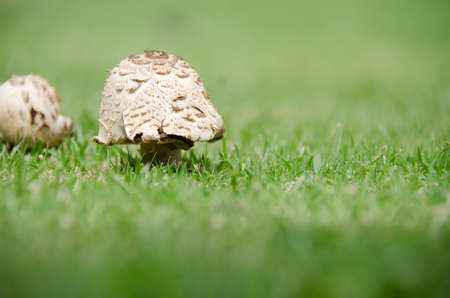 Brightly lit mushrooms on grassの写真素材
