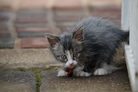Kitten against gate waiting to pounceの写真素材