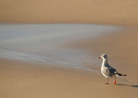 Seagul walking on beach near smooth waterの写真素材