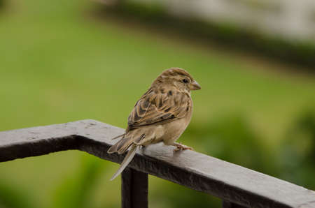 Little brown bird sitting on railing against green backgroundの写真素材