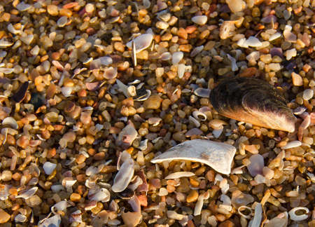 Closeup of shells and coarse beach sandの写真素材