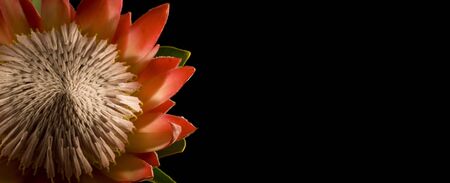 King Protea Isolated on Black Background Leftの写真素材