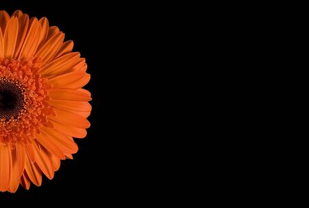 Isolated Orange Gerbera Left on Black Backgroundの写真素材
