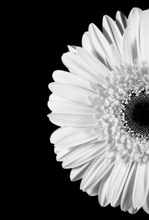 High Key Isolated Gerbera Right on Black Backgroundの写真素材