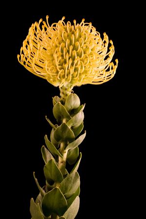 Yellow Protea Pincushion Centre on Black Background with leaves and stem visible. With space to copy right bottom.の写真素材