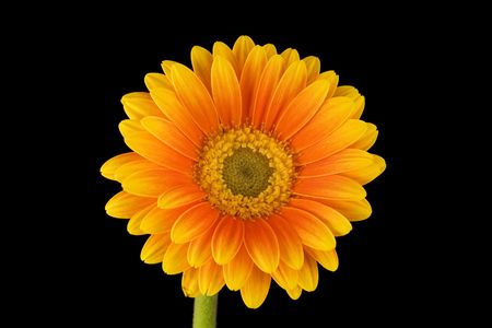 Yellow and Orange Gerbera on Black Background, with copyspace around flowerの写真素材