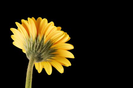 Yellow and Orange Gerbera on Black Background from behind, with copyspace above and to the right of flower.の写真素材