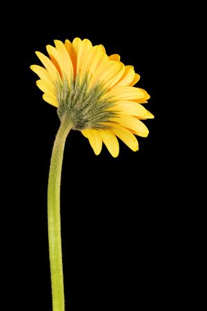 Yellow and Orange Gerbera on Black Background from behind long stem, with copyspace to right of flower.の写真素材