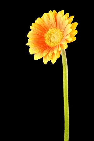 Yellow and Orange Gerbera on Black Background long stem, with copyspace to left of flower.の写真素材