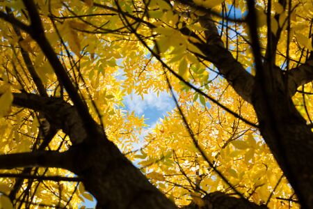 Autumn leaves