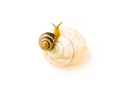 Snail climbs to bigger and nicer house isolated on whiteの写真素材