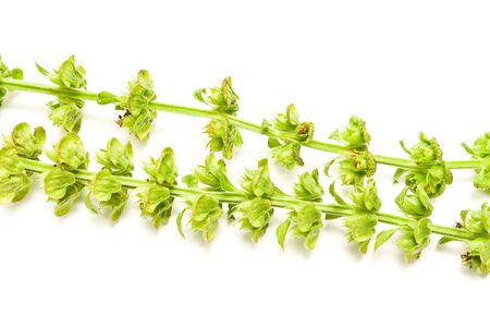 Dried basil isolated on whiteの写真素材