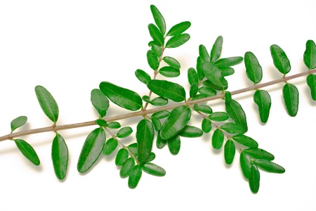 A leaf branch isolated on whiteの写真素材