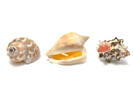 Aromatic spa candles in a form of snails isolated on whiteの写真素材
