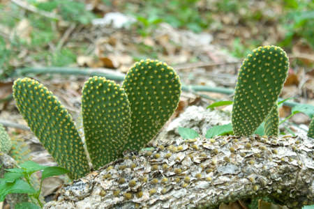 Cactus on a groundの写真素材