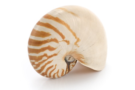 Nautilus shell isolated on white