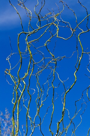 Tree branches over blue skyの写真素材