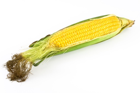 Fresh corn isolated on white