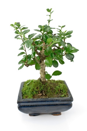 Green bonsai tree isolated on whiteの写真素材