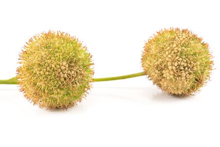 Two plane-tree seed balls isolated on whiteの写真素材
