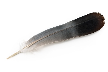 Feather isolated on whiteの写真素材