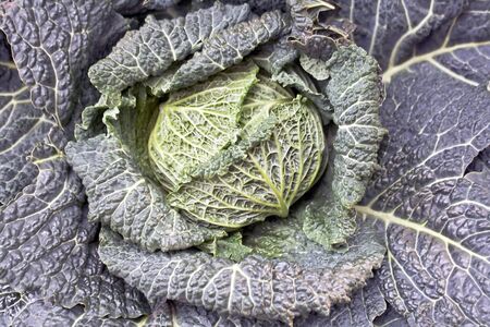 Kale vegetable as background
