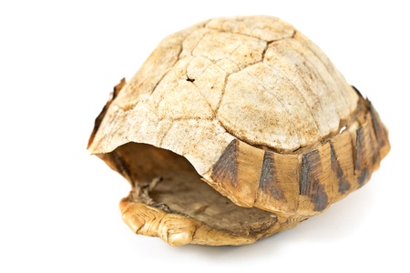 Tortoise  turtle shell isolated on whiteの写真素材