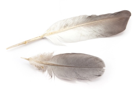 Two feathers isolated on whiteの写真素材