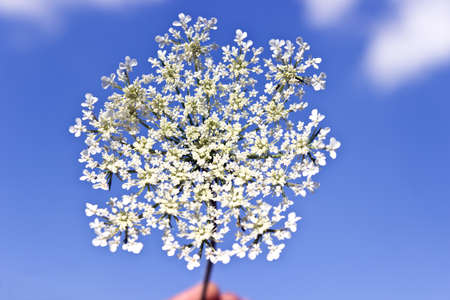 Wild white flower over blue skyの写真素材