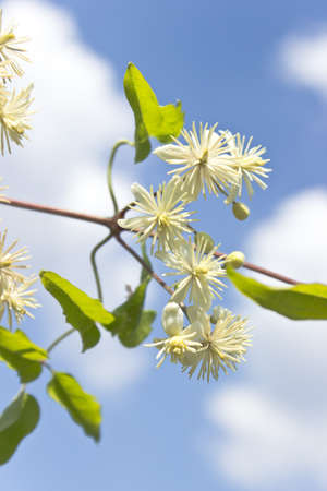 Wild white flower over blue skyの写真素材