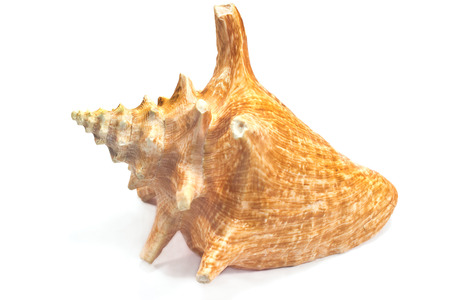 Marine sea shell iisolated on white 