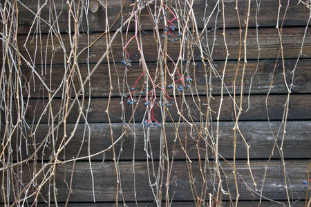 Dry branches over old wooden backgroundの写真素材