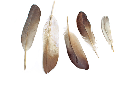 Feathers isolated on whiteの写真素材
