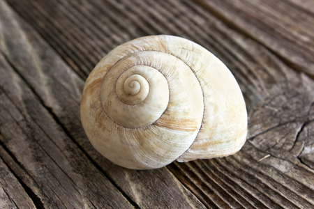 Spiral sea shell  on wooden backgroundの写真素材