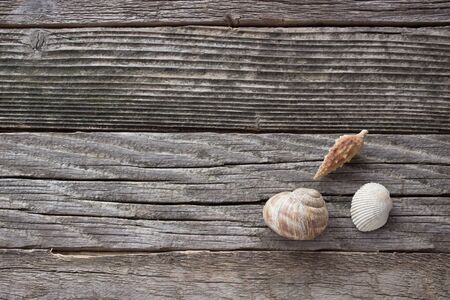 Spiral sea shell  on wooden backgroundの写真素材