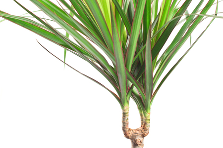 Dracaena marginata plant over whiteの写真素材