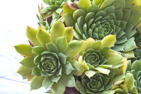 Houseleek plant (sempervivum) over white wooden backgroundの写真素材