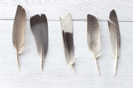 Feathers on white wooden backgroundの写真素材