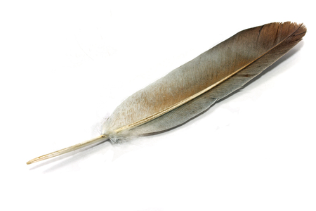 Gray feather isolated on whiteの写真素材