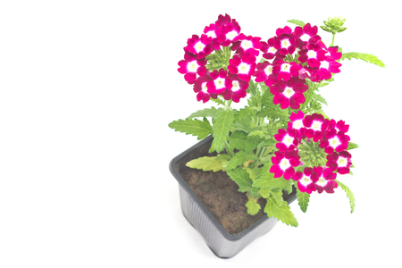 Verbena,verbenas or vervains in pot isolated on whiteの写真素材