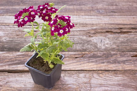 Verbena,verbenas or vervains in pot on wooden backgroundの写真素材