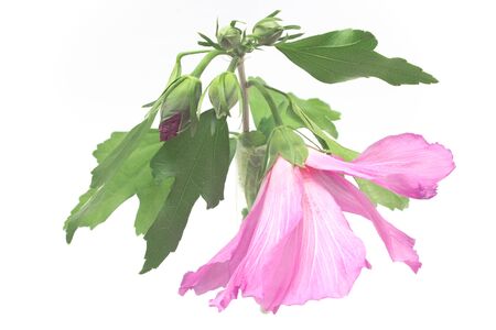 Hibiscus flower with buds isolated on whiteの写真素材