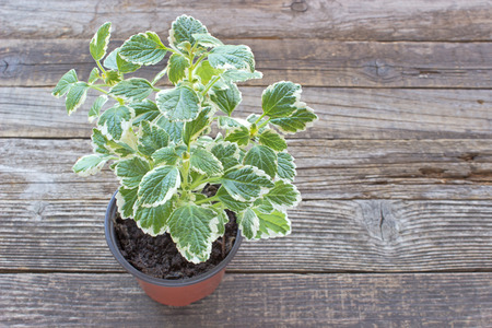 Coleus plant in pot on wooden backgroundの写真素材