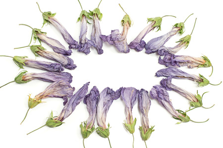 Round frame of wilted hibiscus flower petals on whiteの写真素材