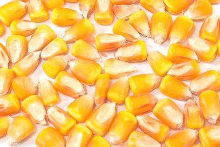 Hybrid corn seed pile isolated as backgroundの写真素材