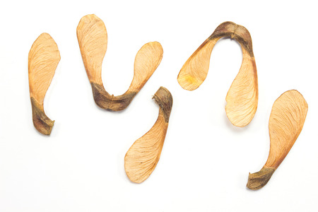 Maple tree seeds isolated on white backgroundの写真素材
